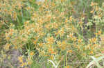 Sharpscale flatsedge